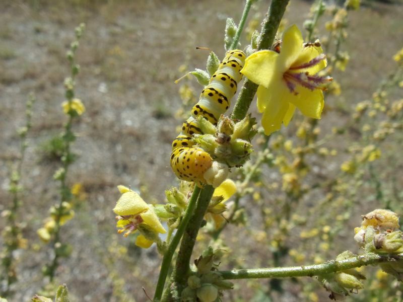 Shargacucullia lychnitis, larva su Verbascum sinuatum